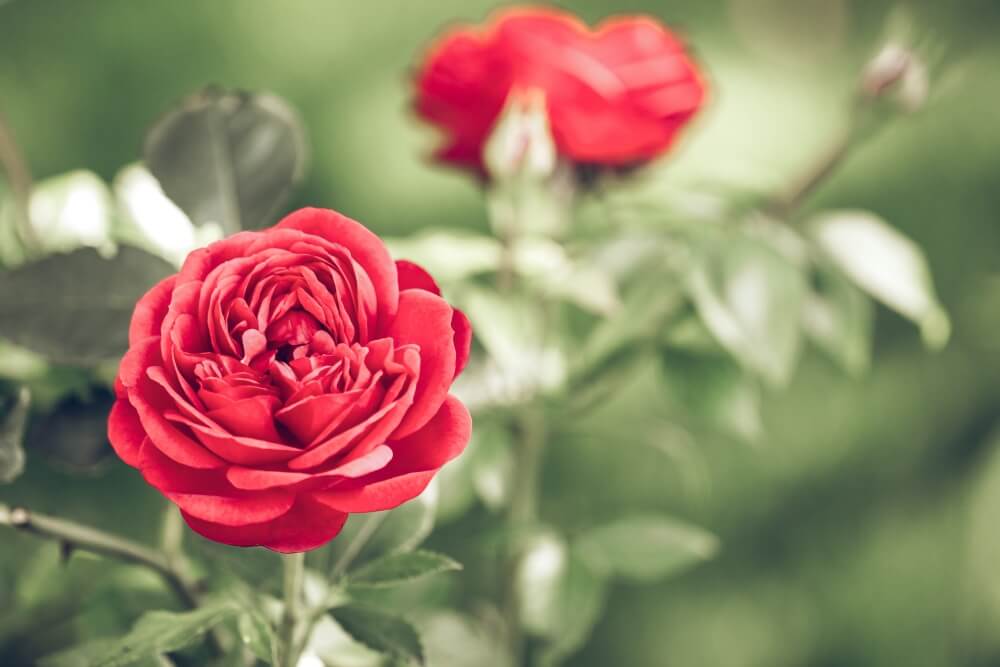 Beauty of roses and nature